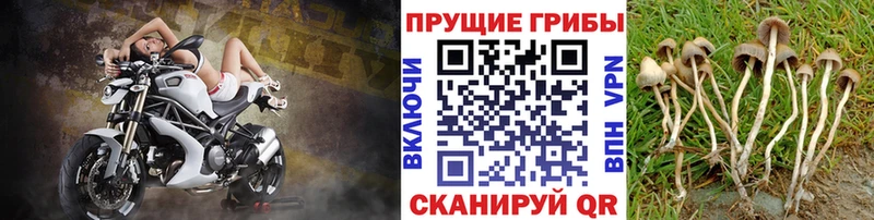 Псилоцибиновые грибы MAGIC MUSHROOMS  Жиздра 